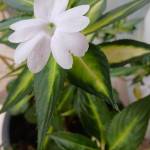 Saramma George Profile Picture