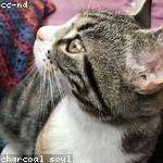 Rodolfo Lehner Profile Picture