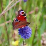 viral post Profile Picture