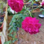 Robin Aprem Profile Picture