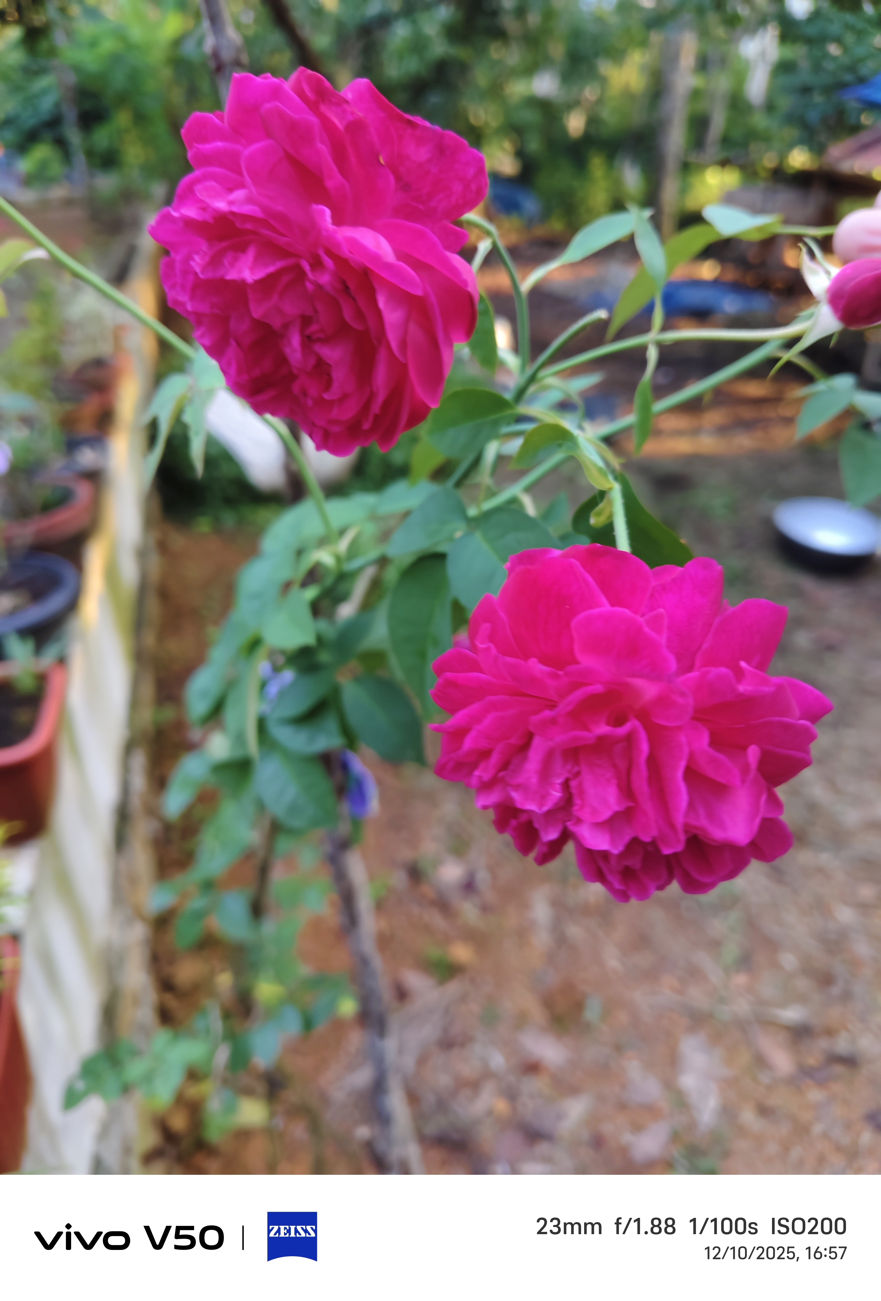 Robin Aprem Profile Picture