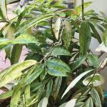 Naveen T profile picture