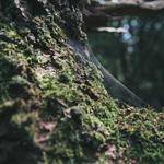 Emelie Dibbert Profile Picture