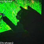 Annalise Hayes Profile Picture