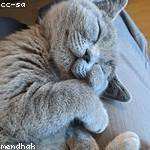 Roxane Zemlak Profile Picture