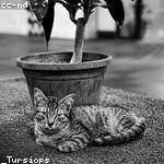 Dario Bayer Profile Picture