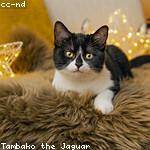 Libbie Waelchi Profile Picture