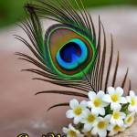 Anilkumar M T Profile Picture